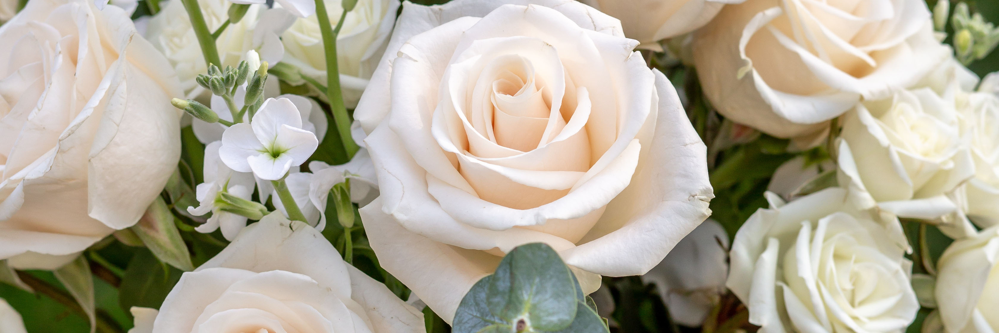 Elegant arrangement of creamy white roses with delicate green accents, ideal for any occasion.