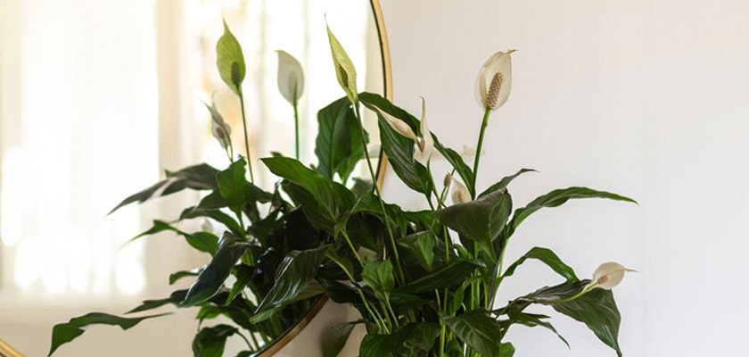 Stylish peace lily arrangement with elegant white blooms and lush green foliage for home decor.