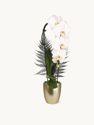 Elegant white orchids paired with lush green ferns in a chic gold pot, perfect for any decor.