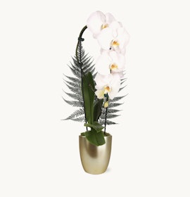 Elegant white orchids paired with lush green ferns in a chic gold pot, perfect for any decor.