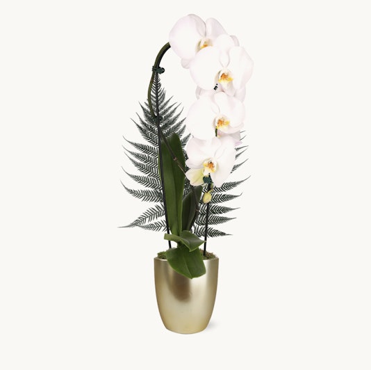 Elegant white orchids paired with lush green ferns in a chic gold pot, perfect for any decor.