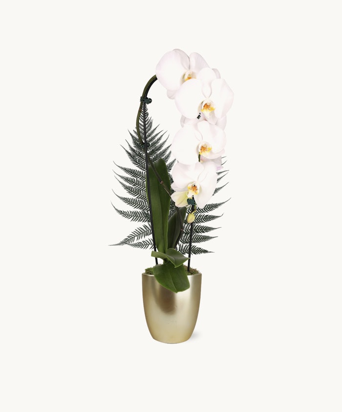 Elegant white orchids paired with lush green ferns in a chic gold pot, perfect for any decor.