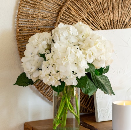 A serene arrangement of white hydrangeas in a glass vase, accented by green leaves.