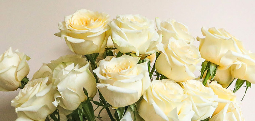 Delicate bouquet of creamy white roses nestled among lush green leaves, ideal for elegant occasions.