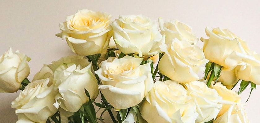 Delicate bouquet of creamy white roses nestled among lush green leaves, ideal for elegant occasions.
