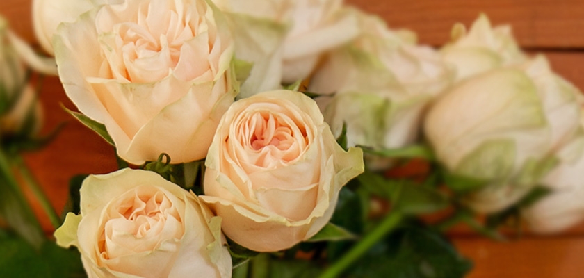 Delicate peach roses with soft green foliage, ideal for elegant floral arrangements.