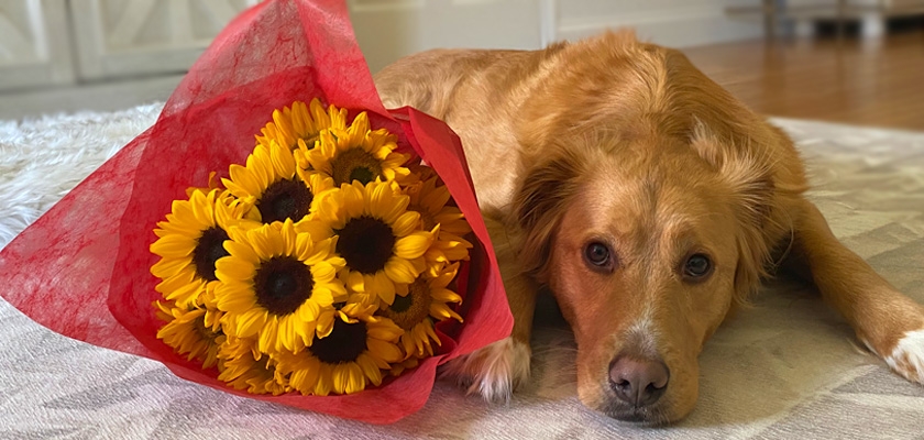 A golden retriever resting beside a vibrant bouquet of sunflowers in red wrapping.
