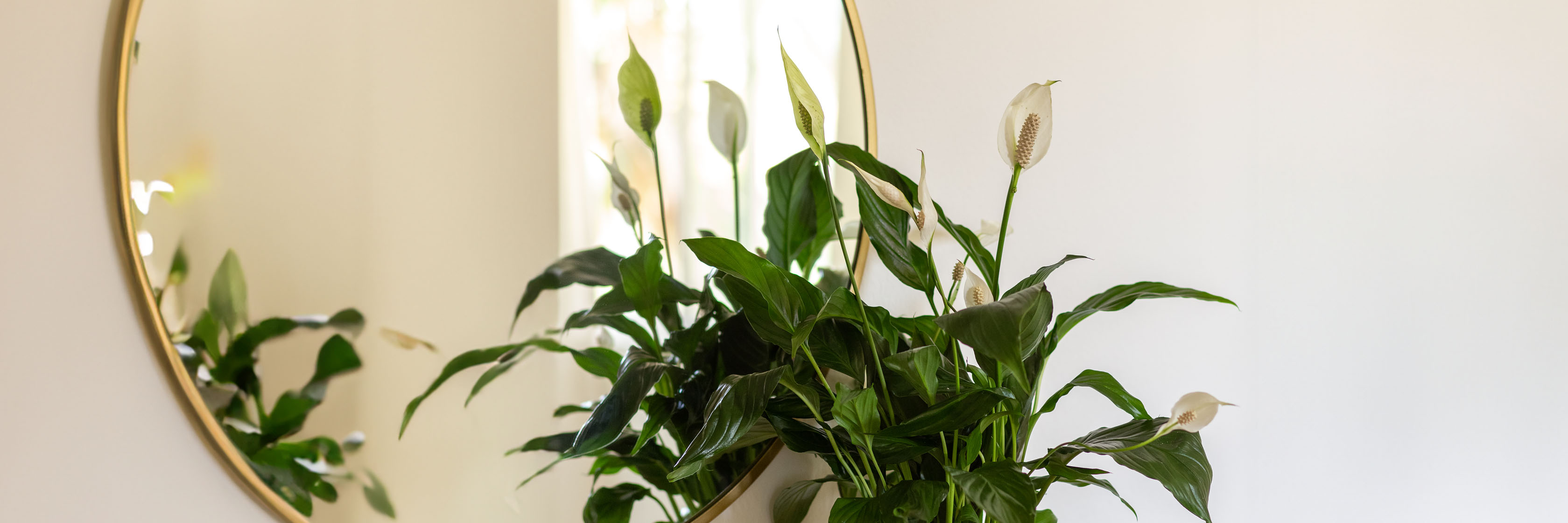 Lush green peace lily plant beside a round gold mirror, adding tranquility to the room's decor.