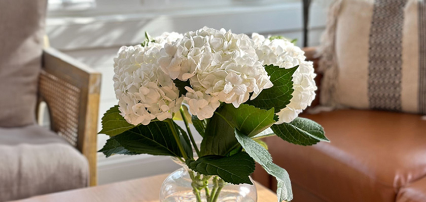 Elegant white hydrangeas in a glass vase, complemented by lush green leaves, brighten the room.