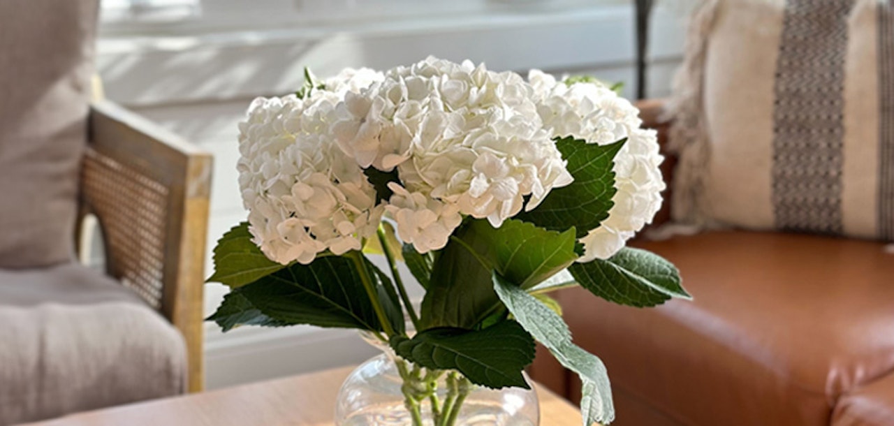 Elegant white hydrangeas in a clear vase, complemented by lush green leaves, enhancing a cozy living space.