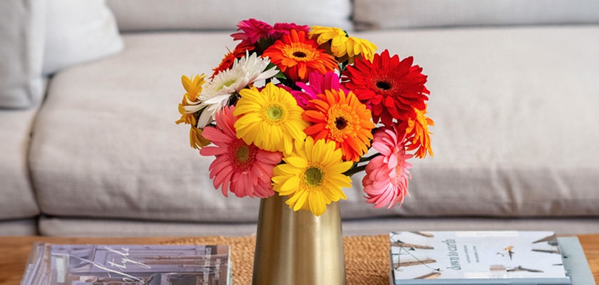 Vibrant bouquet of mixed gerbera daisies in bright colors, arranged in a stylish gold vase.