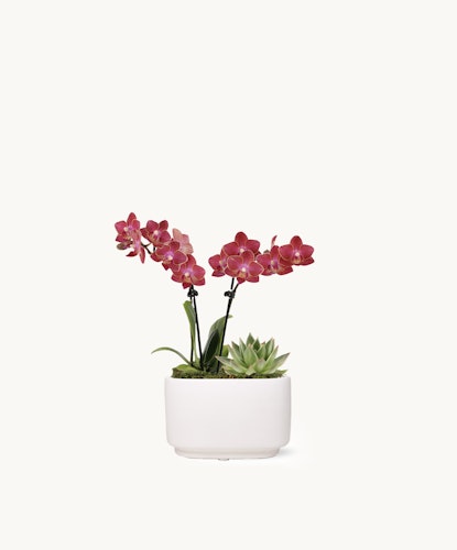Elegant pink orchids paired with a succulent in a minimalist white planter, ideal for home decor.