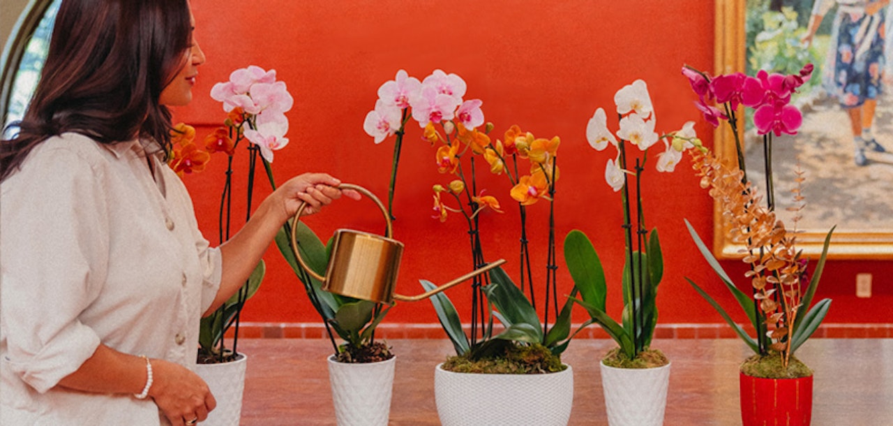 Woman watering vibrant orchids in stylish pots against a warm, colorful background.