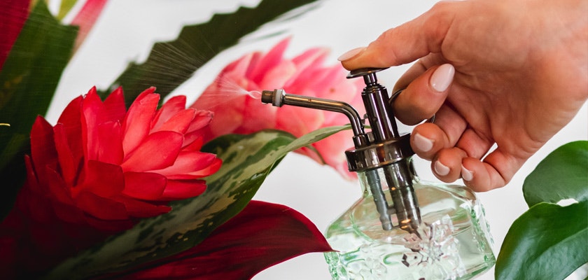 A hand using a spray bottle to mist vibrant tropical flowers, enhancing their freshness and beauty.