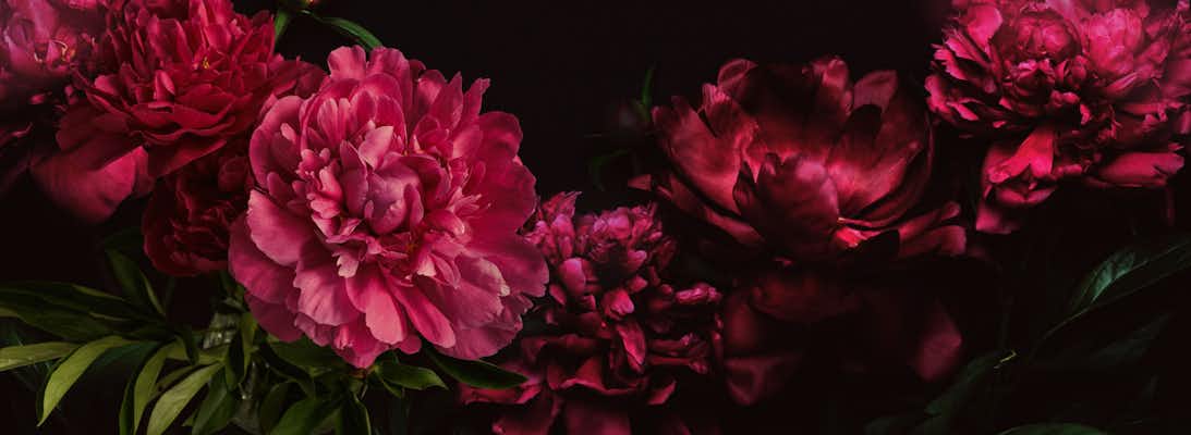 Vibrant pink peonies arranged elegantly on a dark background, showcasing their lush petals.