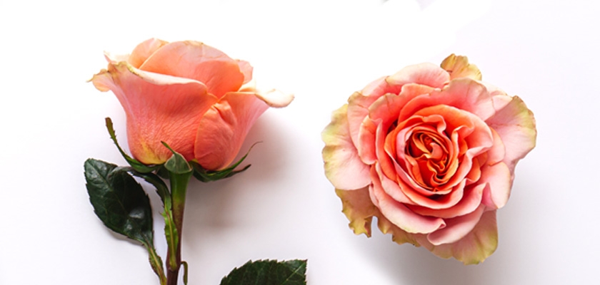 Beautiful peach roses with soft petals and green leaves, ideal for any floral arrangement.