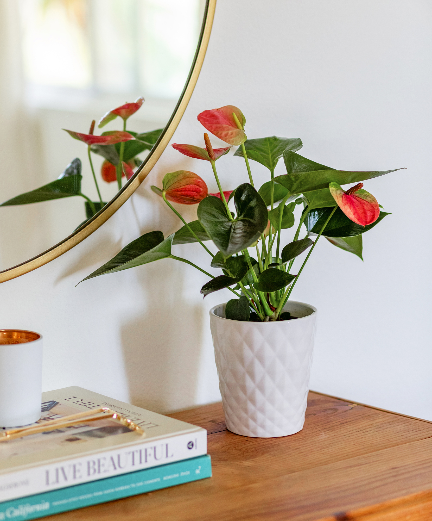 Red Anthurium | Bold Floral Elegance | BloomsyBox