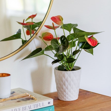 A stylish potted anthurium plant with pink blooms and green leaves, enhancing a modern living space.