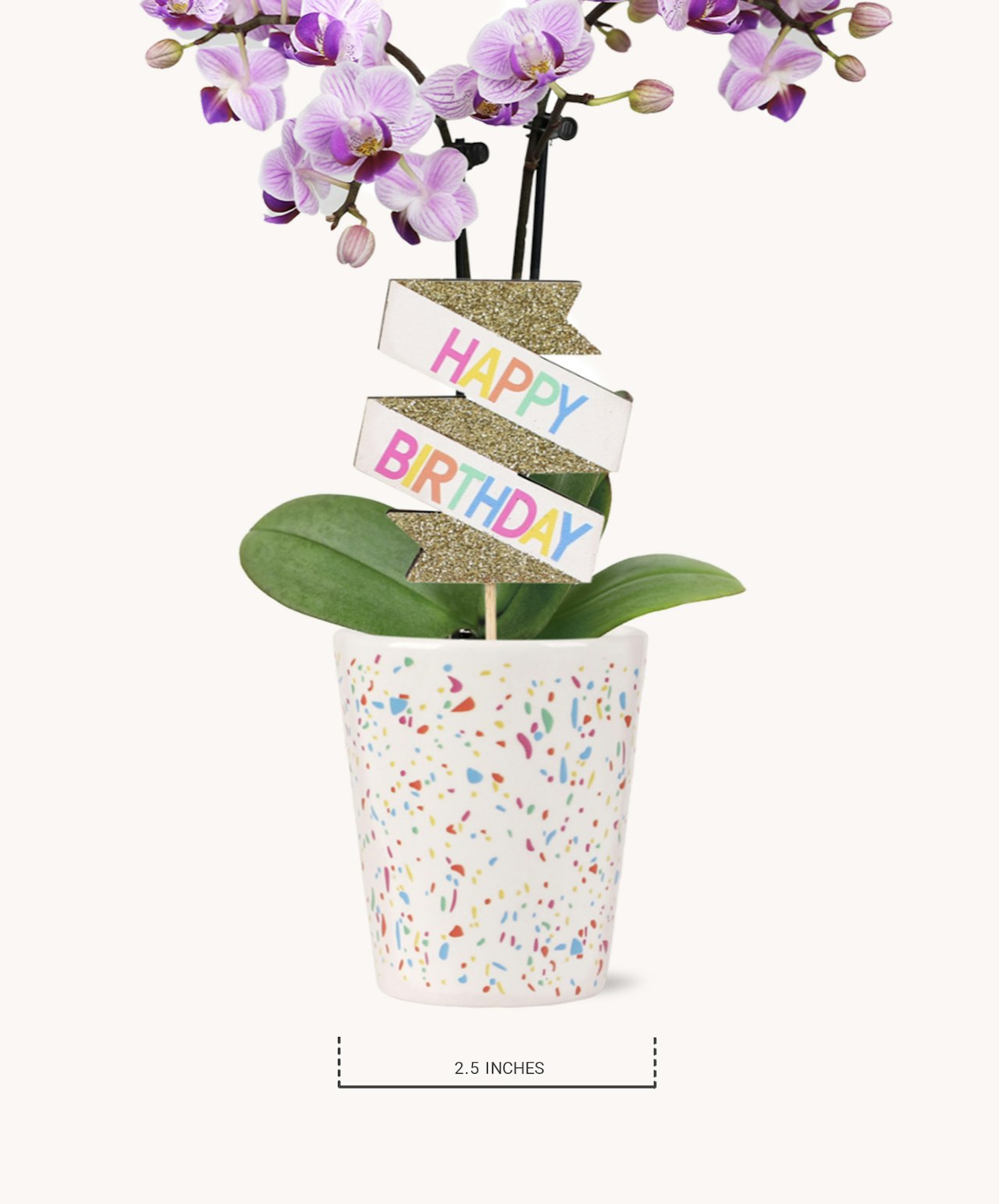 A small birthday confetti orchid with vibrant blooms in a 2.5-inch wide pot.