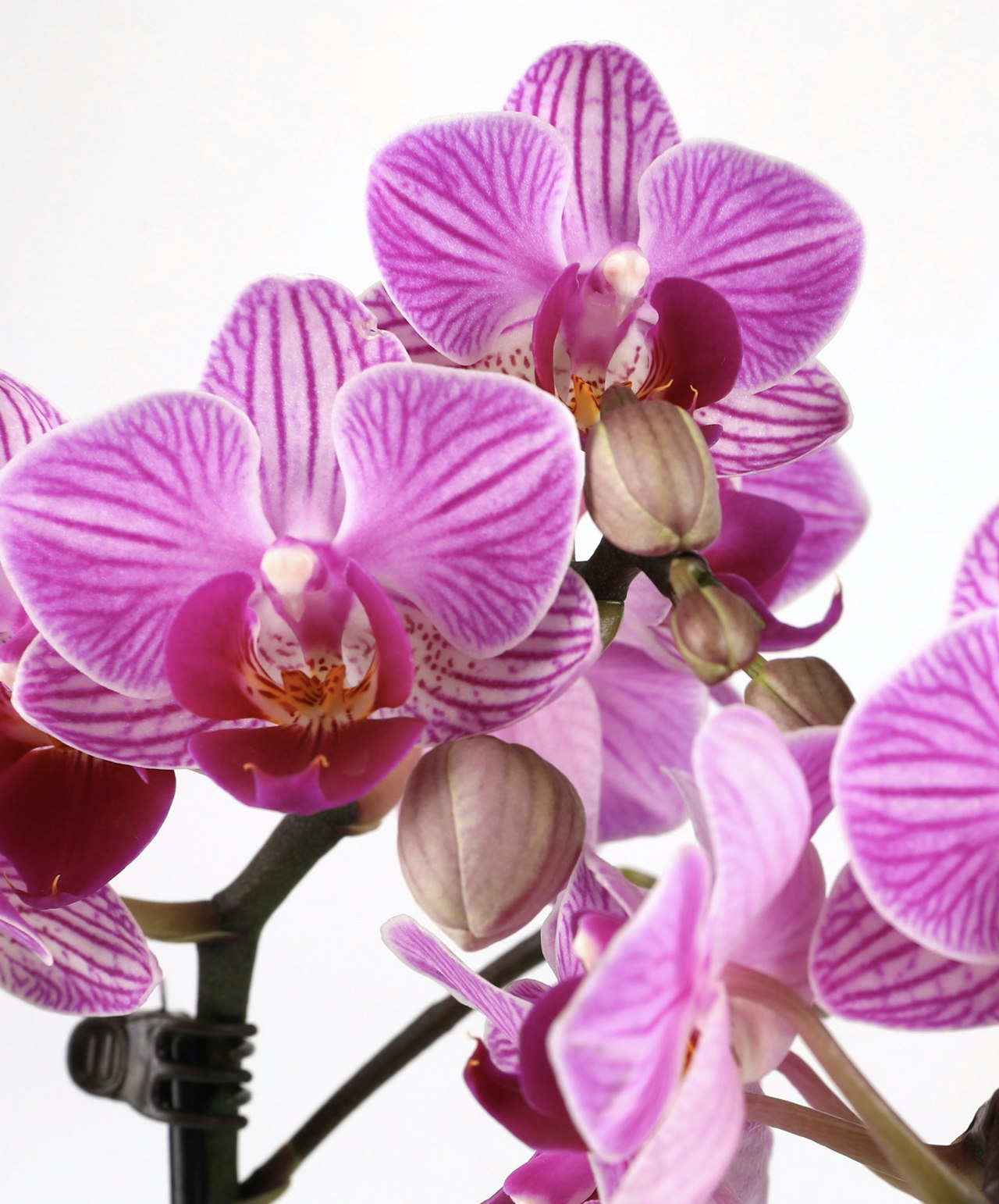 A beautiful small confetti orchid with colorful petals, perfect for birthdays.