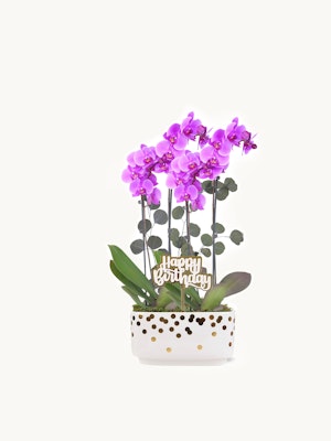 Golden birthday magenta orchids in a 10-inch pot, showcasing vibrant blooms.