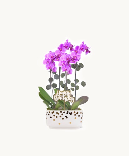 Golden birthday magenta orchids in a 10-inch pot, showcasing vibrant blooms.