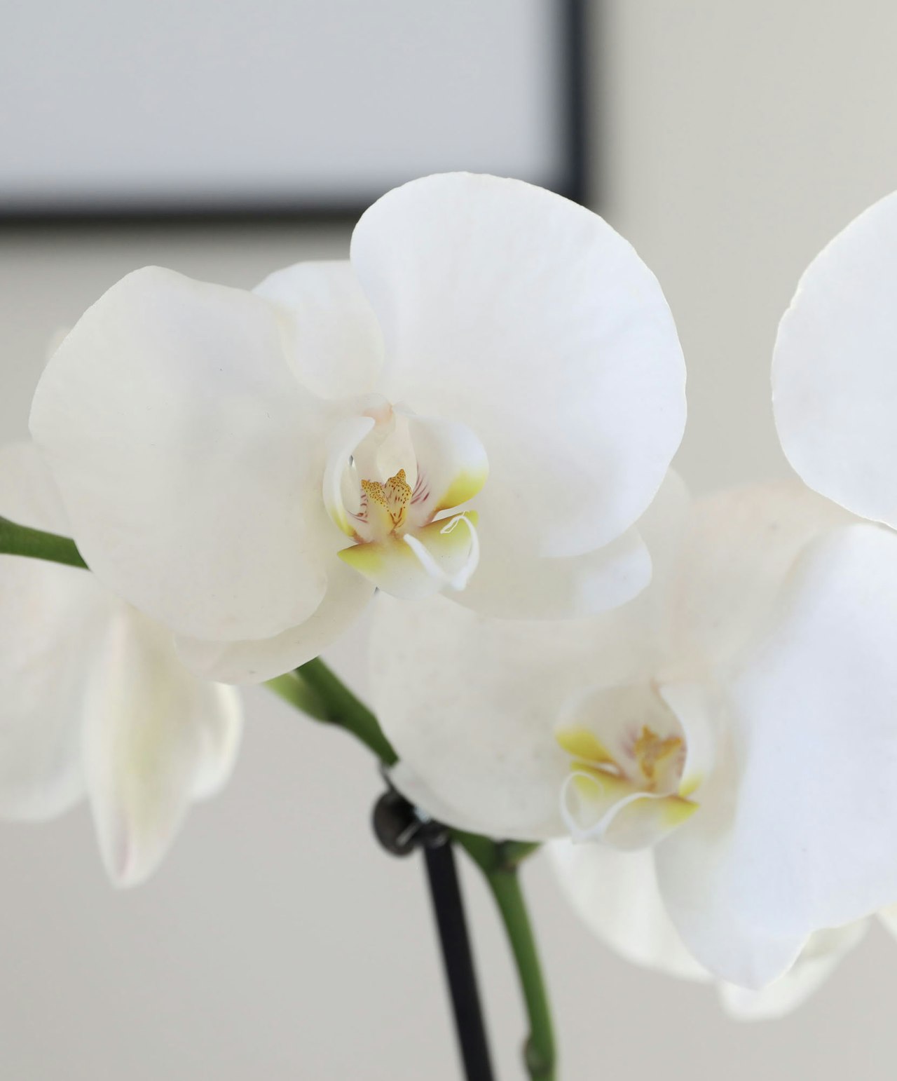 Elegant white orchids showcasing delicate petals, perfect for home decor and gifts.