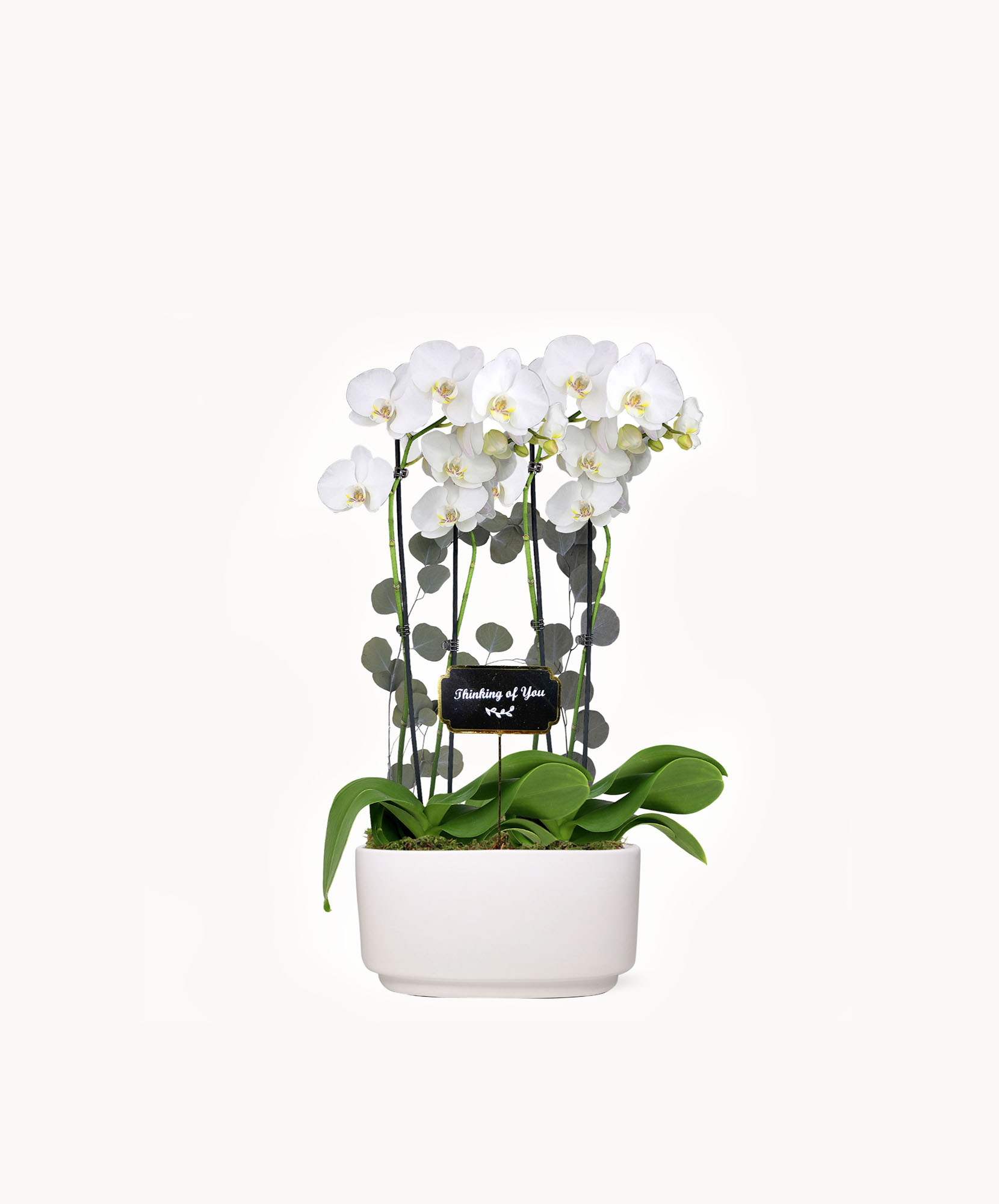 Elegant white orchids in a modern pot, perfect for expressing sympathy or gratitude.
