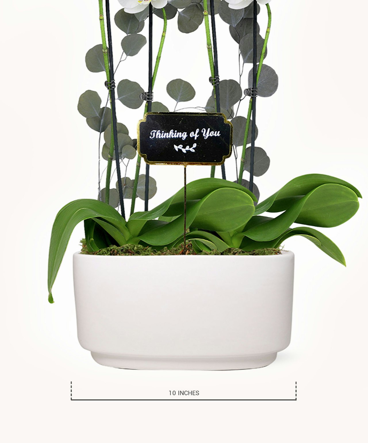 Elegant potted plant featuring lush foliage and a "Thinking of You" sign, perfect for gifting.