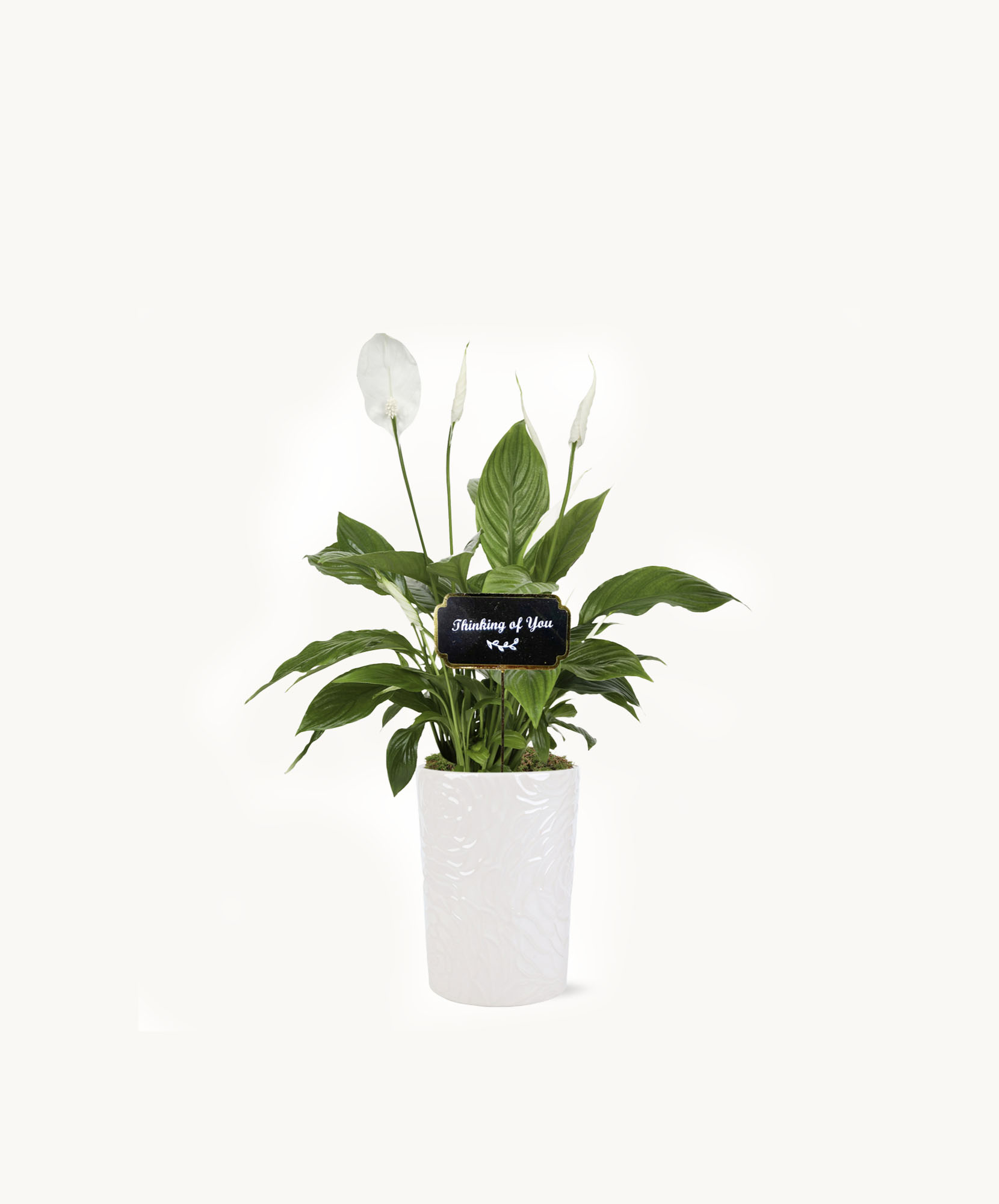 Elegant peace lily plant in a textured white pot, ideal for home decor and indoor ambiance.