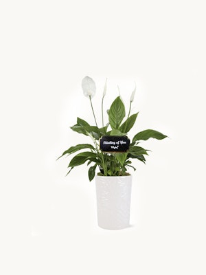 Elegant peace lily plant in a textured white pot, ideal for home decor and indoor ambiance.