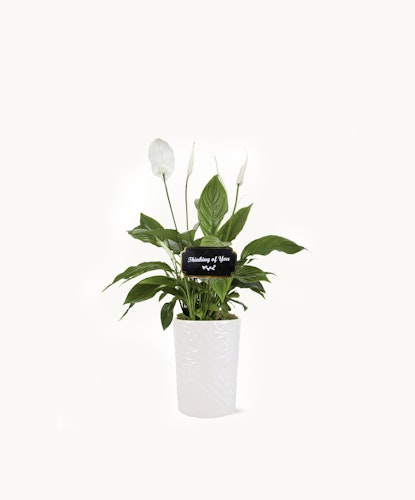 Elegant peace lily plant in a textured white pot, ideal for home decor and indoor ambiance.