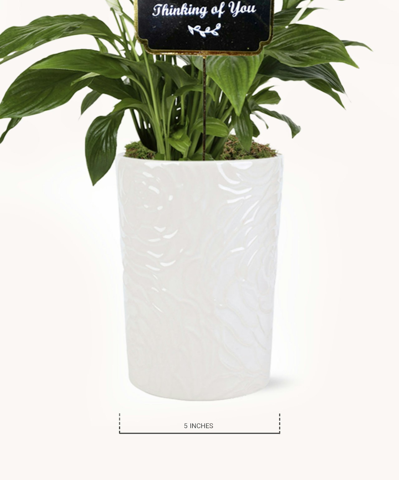 Elegant indoor plant in a glossy white pot, perfect for enhancing home decor and gifts.