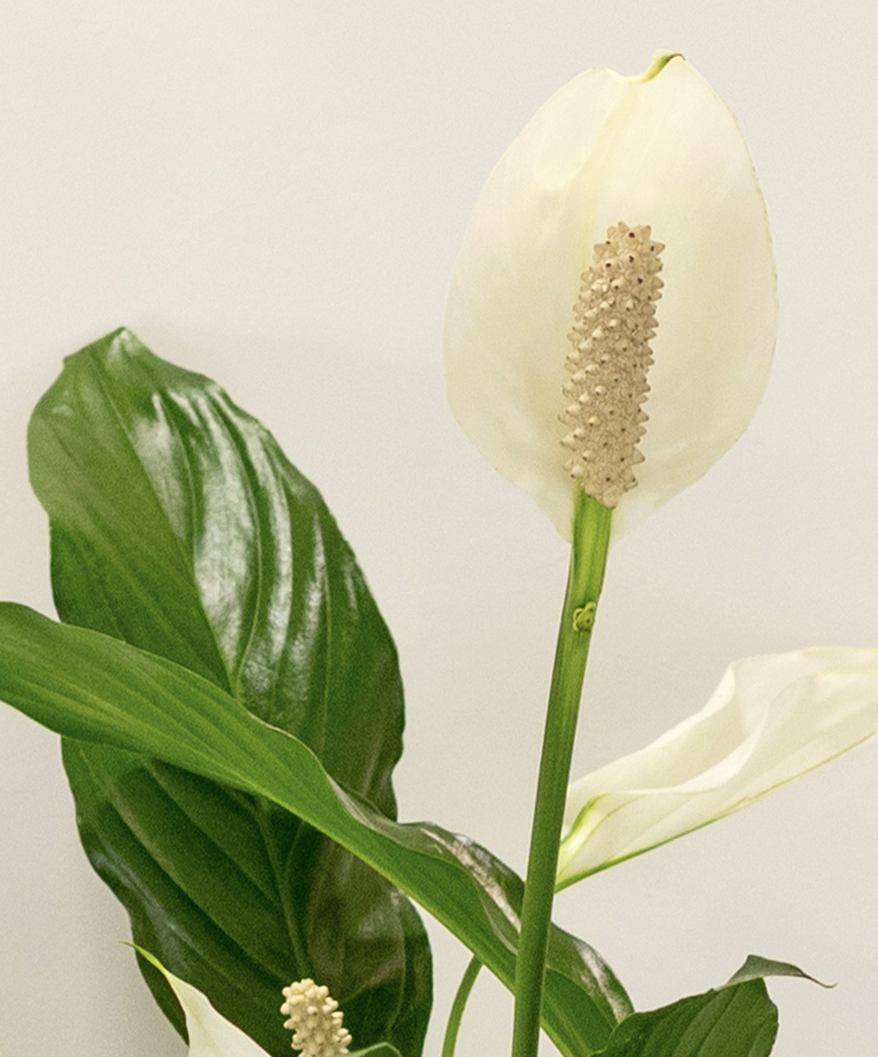 Elegant white peace lily with glossy green leaves, perfect for indoor decor.