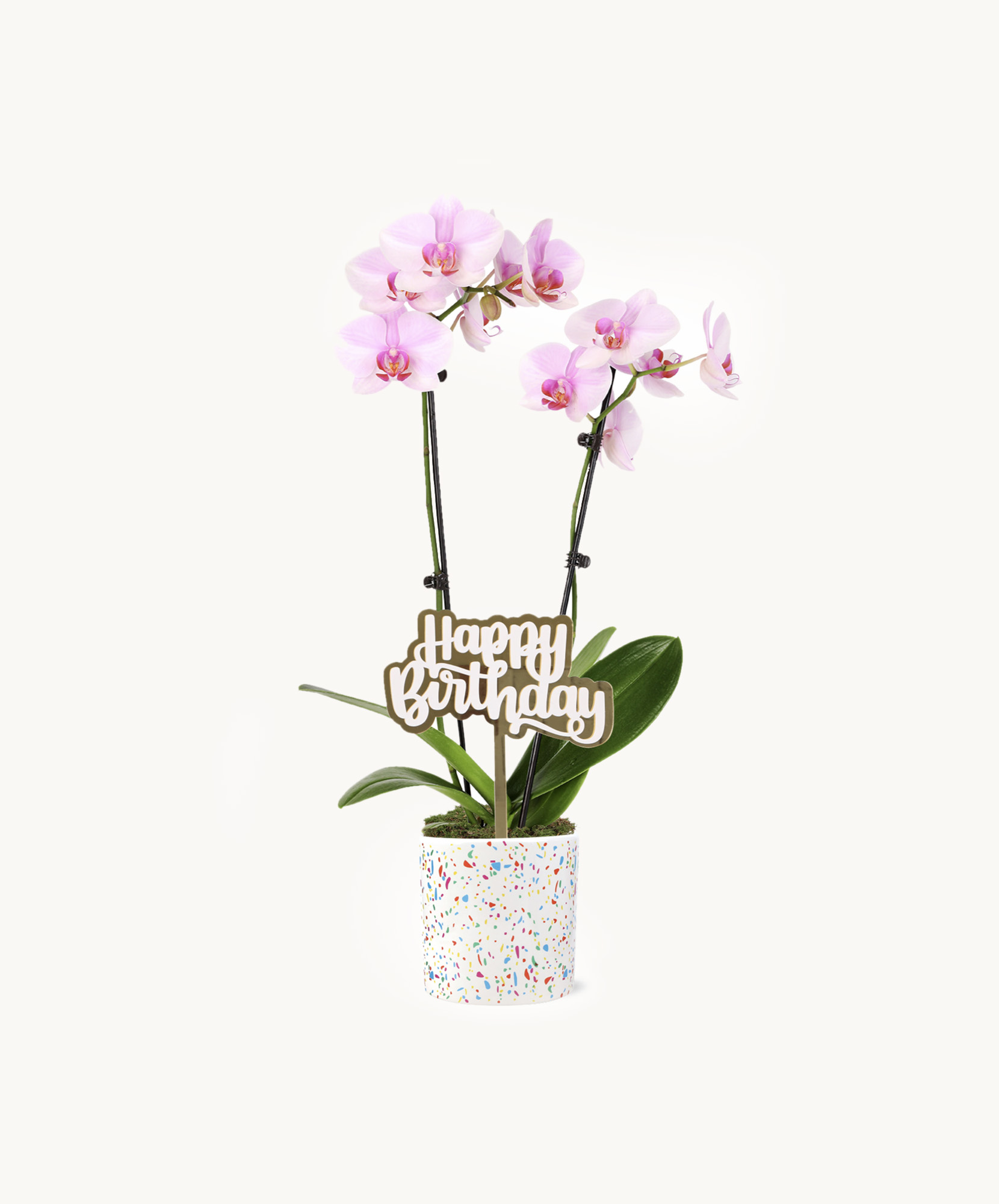 Pink Confetti Orchid in a 5” confetti-patterned pot with a gold "Happy Birthday" pick.