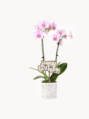 Pink Confetti Orchid in a 5” confetti-patterned pot with a gold "Happy Birthday" pick.
