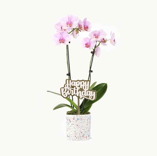 Pink Confetti Orchid in a 5” confetti-patterned pot with a gold "Happy Birthday" pick.