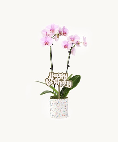 Pink Confetti Orchid in a 5” confetti-patterned pot with a gold "Happy Birthday" pick.