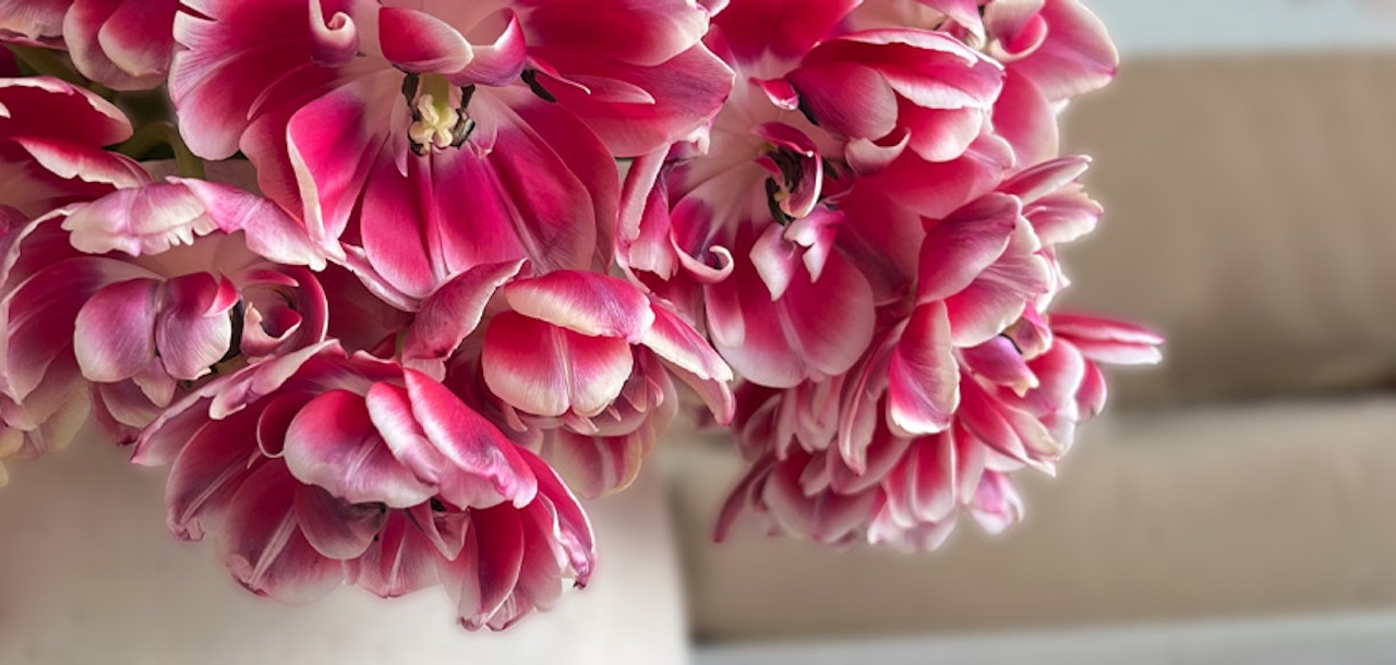 Vibrant pink and white tulips in a modern vase, adding elegance to any decor setting.