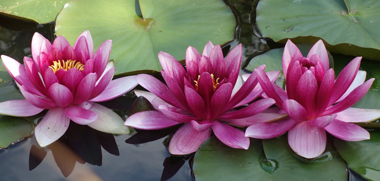 Beautiful pink water lilies blooming amidst lush green lily pads in a serene pond setting.
