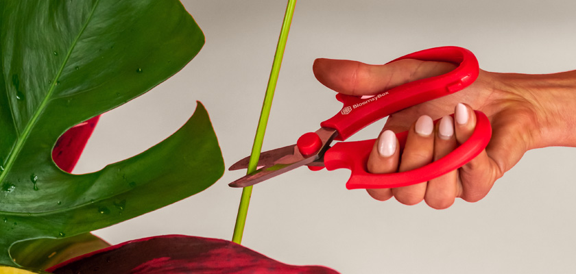 A hand holding red pruning shears, trimming a vibrant green plant leaf for optimal growth.