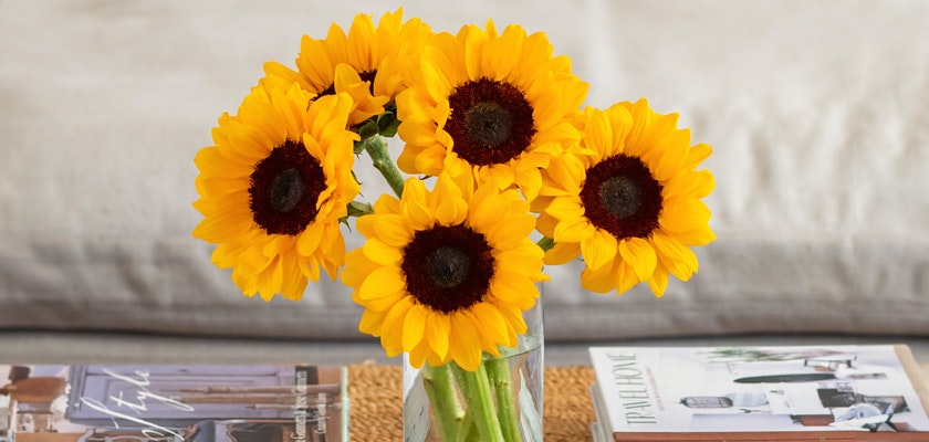 Bright sunflower bouquet in a clear vase, adding a cheerful touch to any room decor.