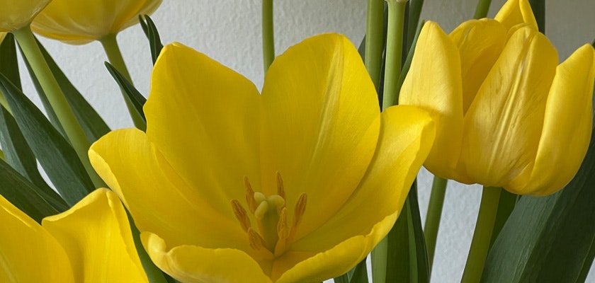 Vibrant yellow tulips in full bloom, showcasing their delicate petals and greenery.