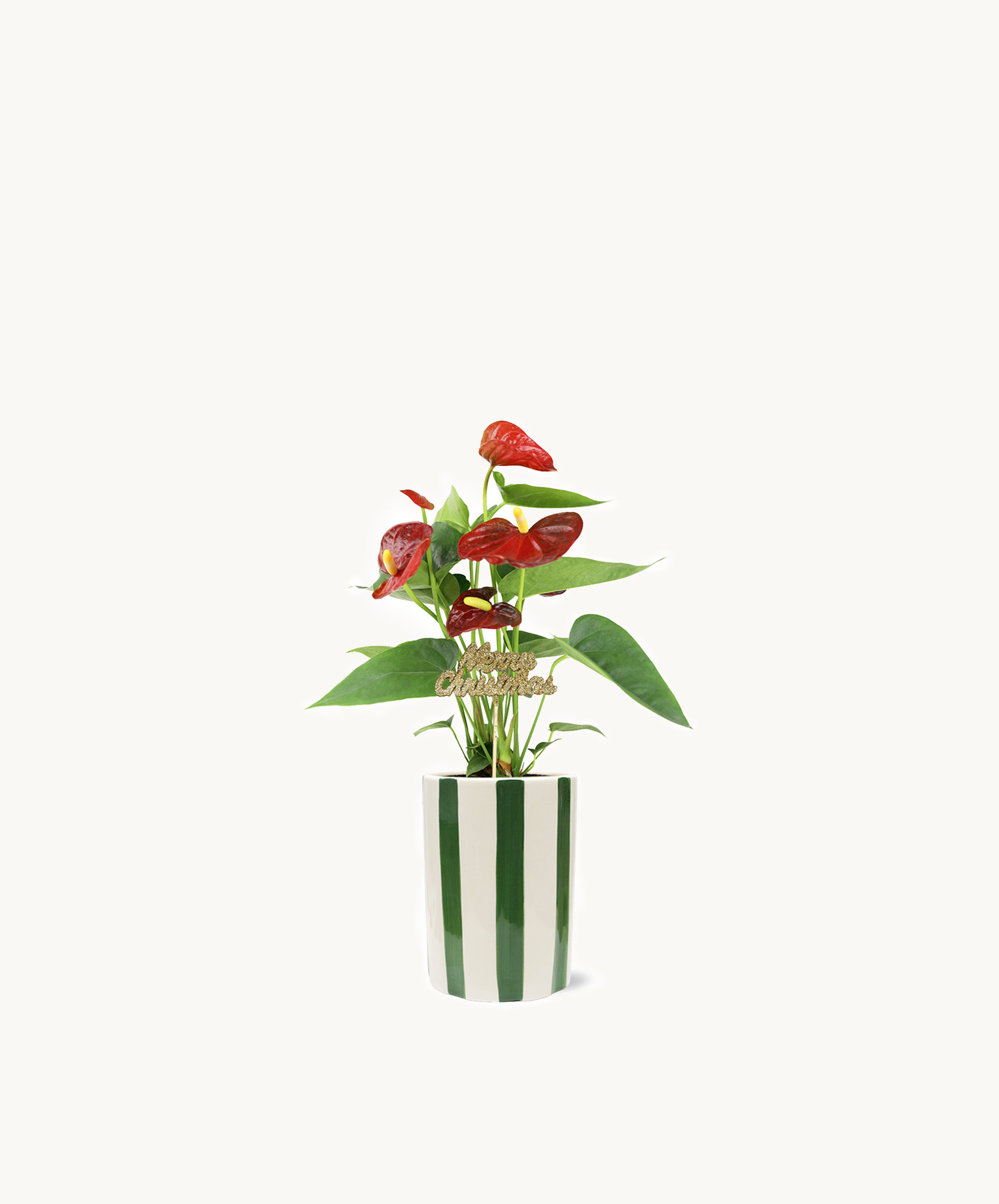 A vibrant red anthurium plant in a stylish striped pot, enhancing any indoor space.