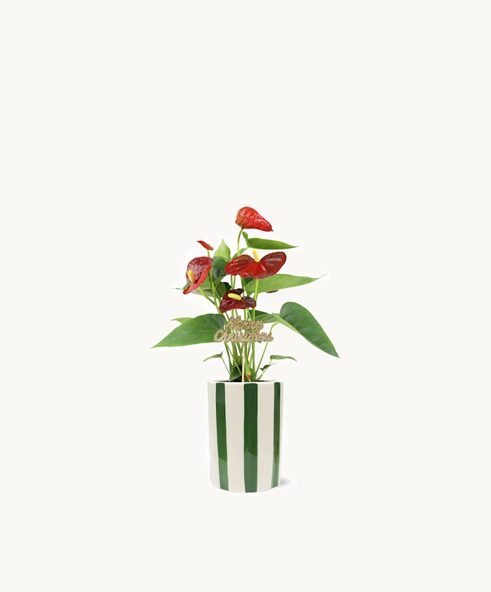 A vibrant red anthurium plant in a stylish striped pot, enhancing any indoor space.