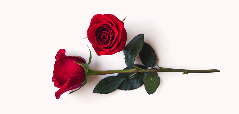 Vibrant red roses with lush green leaves, elegantly displayed on a light background.