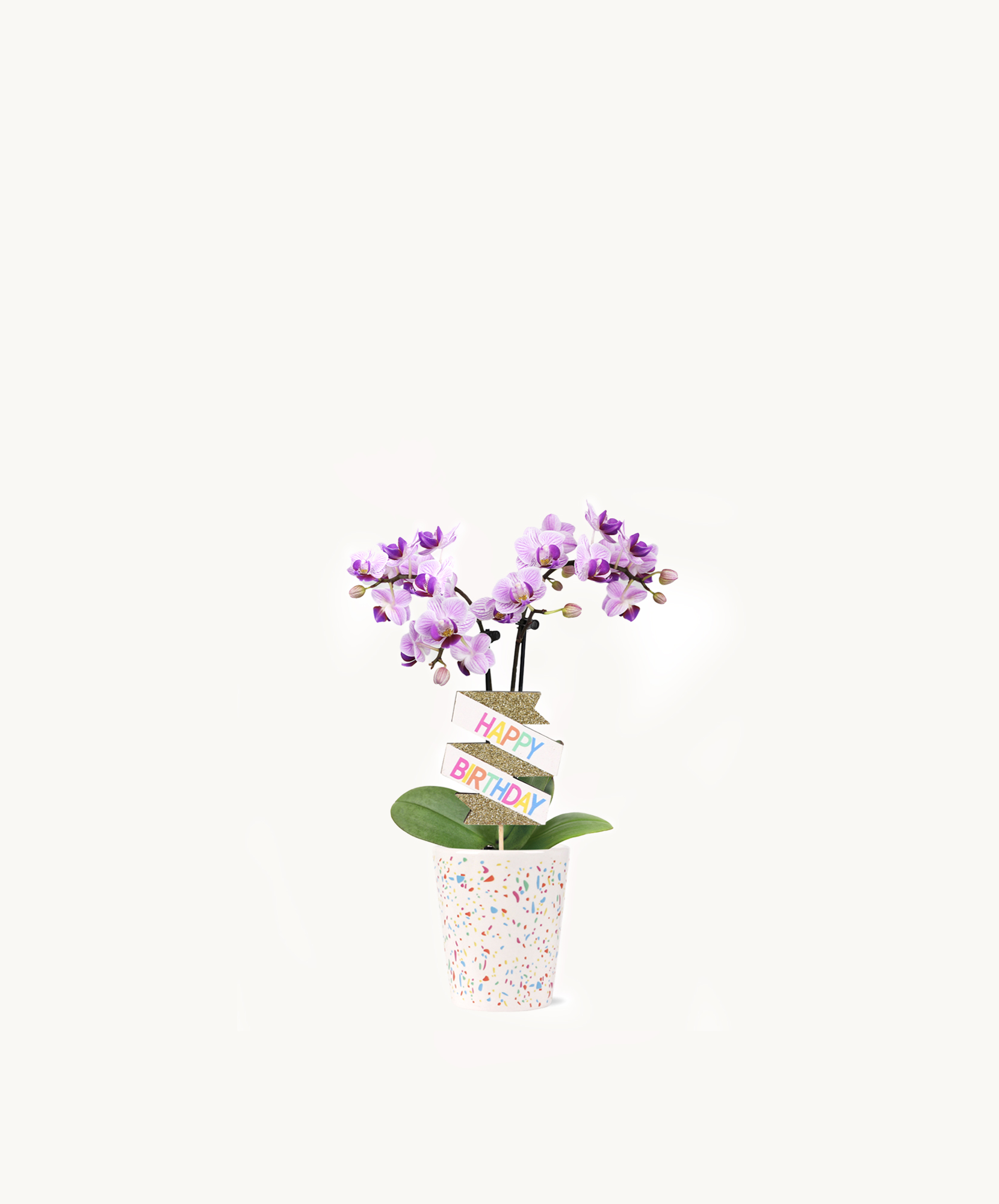 A charming small confetti orchid with bright blooms in a 2.5-inch pot.