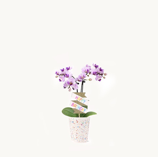 A charming small confetti orchid with bright blooms in a 2.5-inch pot.