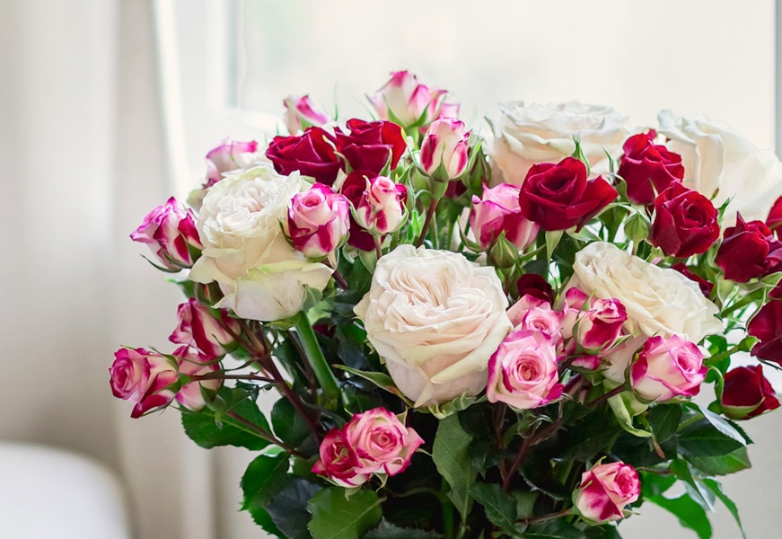 Country Secret Rose