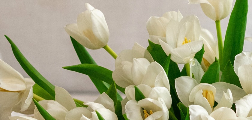 Elegant white tulips arranged with vibrant green leaves, perfect for spring decor.